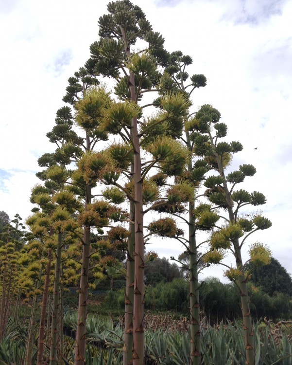 Giant Agave Blooms