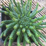 Euphorbia-flanaganii-4in