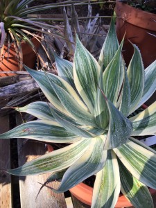 Agave blue flame sport