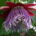 Passiflora-Purple-Tiger