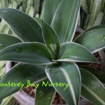 agave_attenuata_ray_of_light1