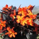 begonia unstoppable fire orange