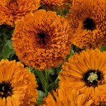 calendula-officinalis-touch-of-red-org