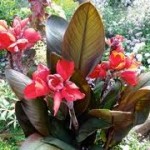 canna tropical bronze scarlet