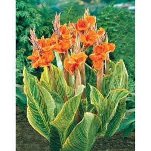 canna_lilly_plant
