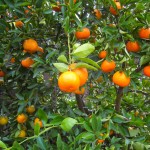 dancy mandarin