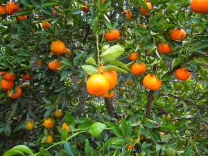dancy mandarin