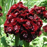 dianthus heart attack