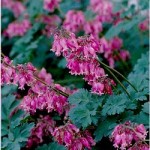 dicentra-luxuriant