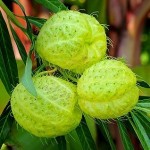 gomphrecarpus hairy balls