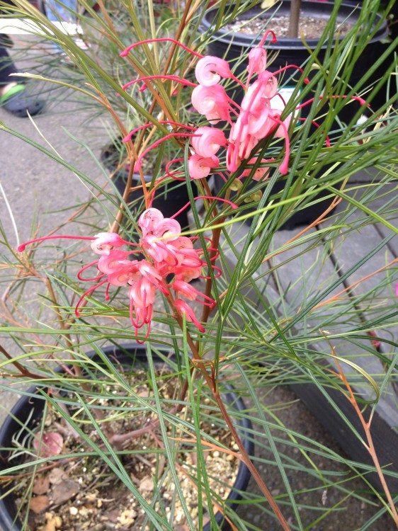Grevillea Long John blooms