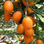 marumi-citrus
