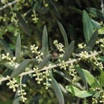 olive-tree-in-flower