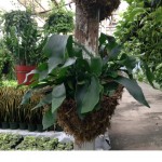 staghorn_wall_baskets