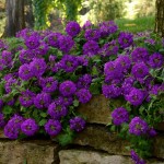 verbena-enduroscape -purple